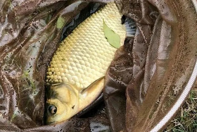 冬季钓鱼要牢记这四点,就算再冷也一样能够渔获满满