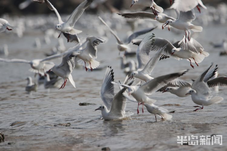 人潮鸥海入画来|显微镜 |人潮鸥海入画来\＂,\＂i12\＂:\＂显微镜