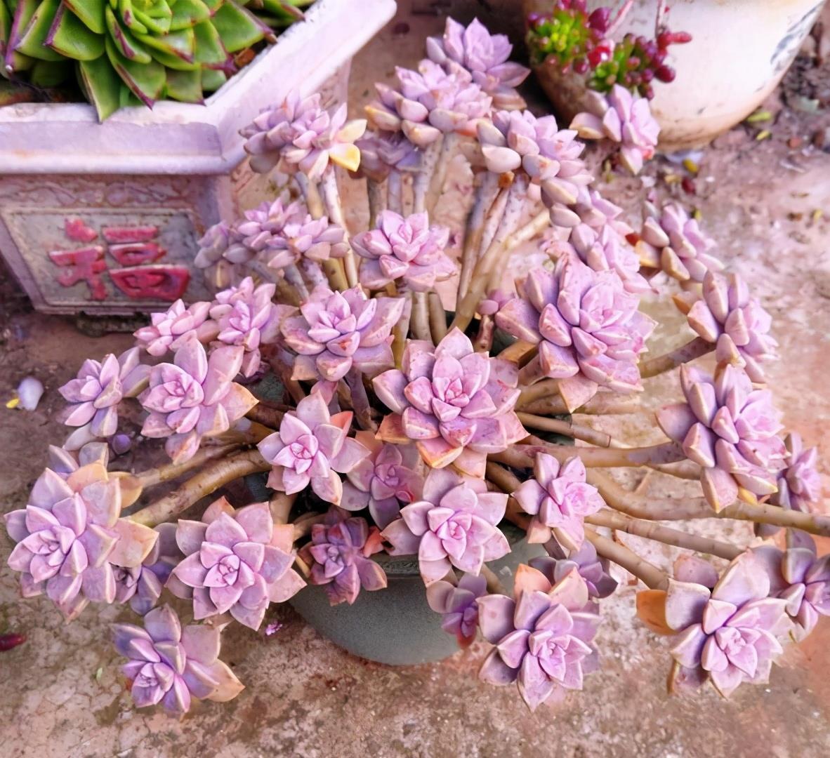 叶片|这“三多肉”扦插正当时,掰点叶片就生根,成活率比其他季节都高