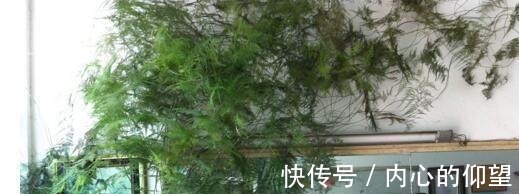 文竹、发财树，用这“水”养一养，一窜2米高，再也不黄叶！