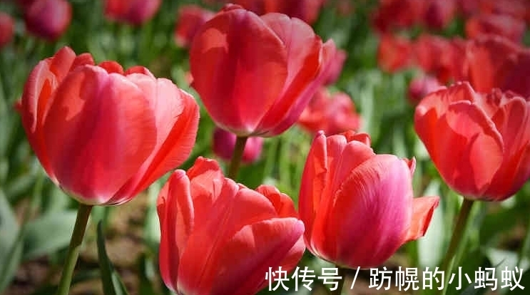 农历9月初5寒露后，养什么花？以下3种花，幸福如意万事胜意