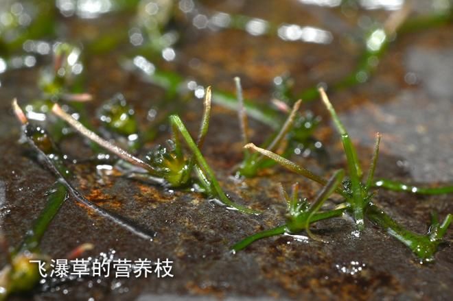  生长|这草好强，卵石上扎根，湍流中生长