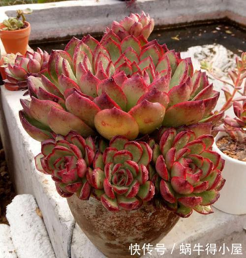群生|安徽大妈养一多肉可真美,长成群生手捧花,叶子自带红边边