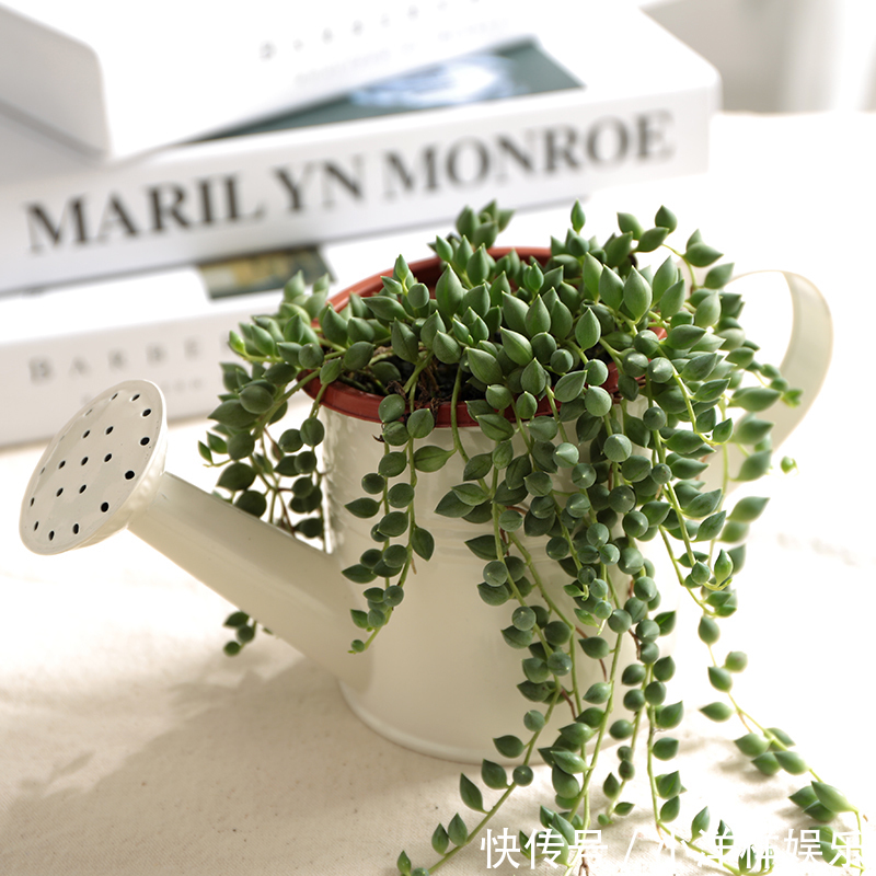 树苗|老大爷偷偷告诉出门见到此树苗,赶紧悄悄带回家,来年大丰收