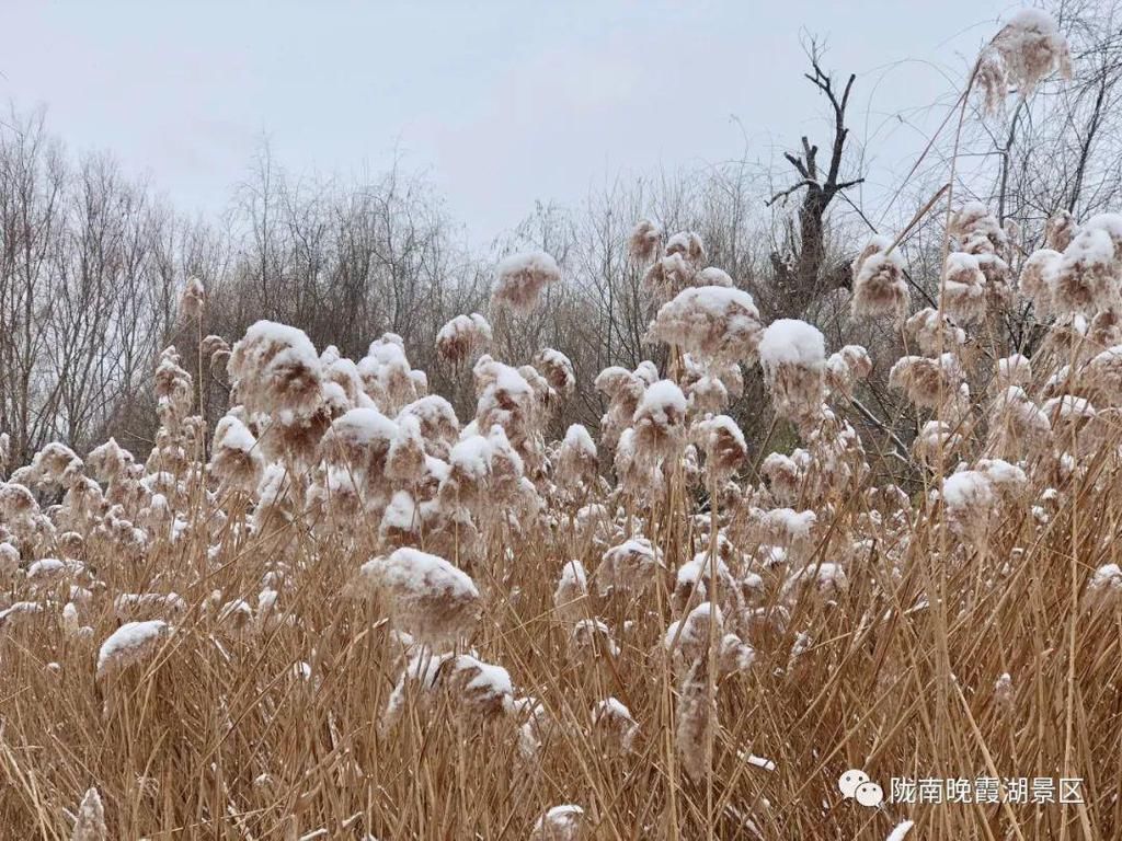 西和|雪后的西和晚霞湖，像是误入仙境一般......