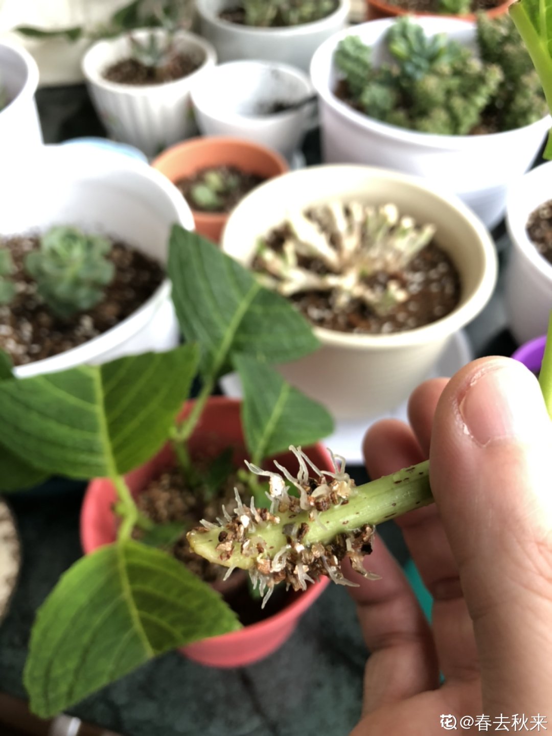 花手鞠|夏天扦插最好活，剪个枝条插土里，10天就生根