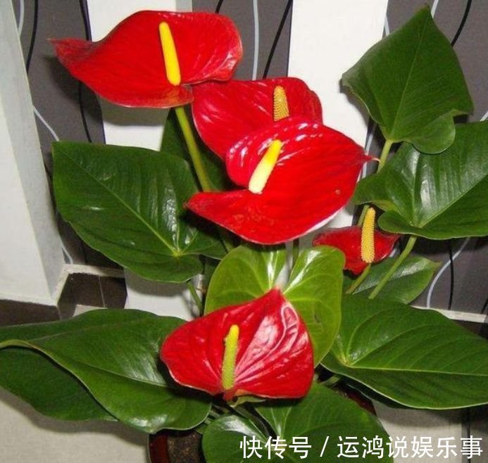 金鱼草|4种花好养易活，旺财又养人，比牡丹还美，年年开花美翻