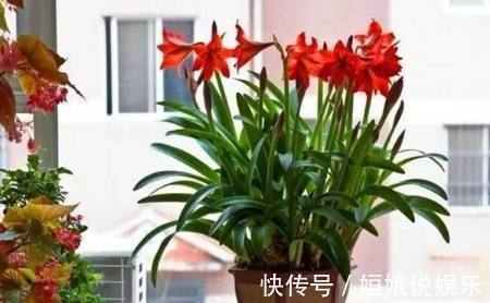 这些花卉埋土里就能爆盆,随便选两三种种在阳台,就能变成花海