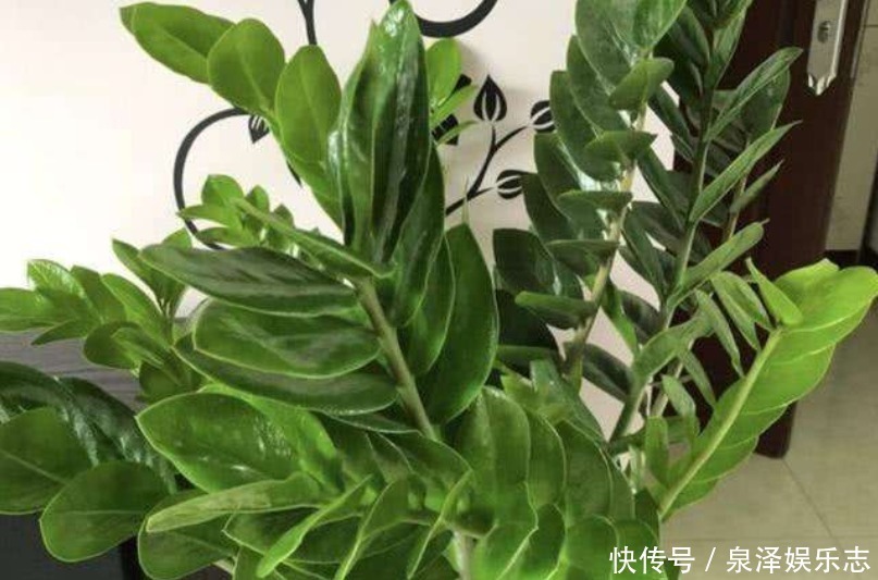 长寿花|老人说“3种”不能送人的花,得罪人是小事,财神爷送走是大事!