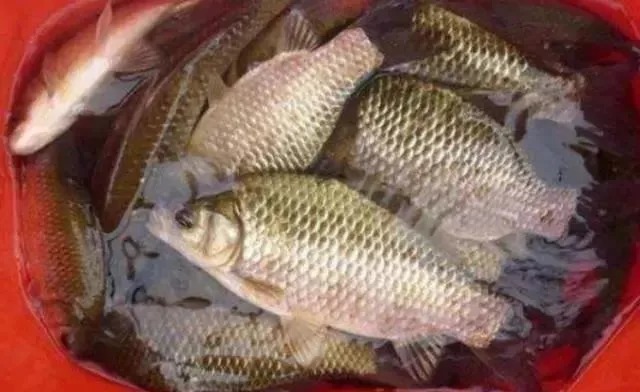 钓鱼最实用的5个技巧，想爆护其实并没有那么难！