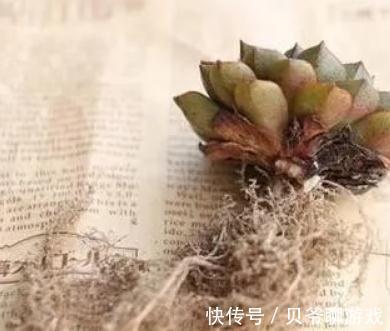 新买的多肉入盆前到底要不要修根,看完你就明白了