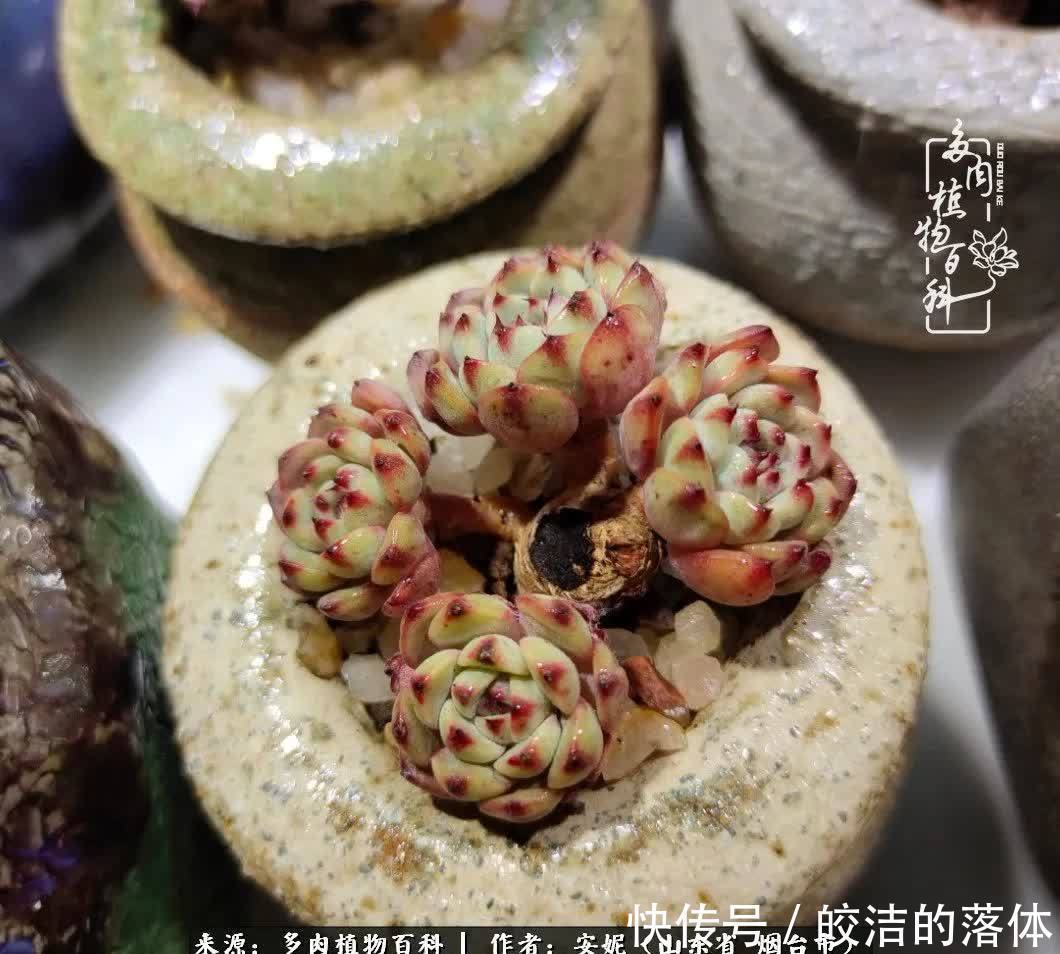 从无到有，四年坎坷多肉路，沉迷肉海难以自拔！