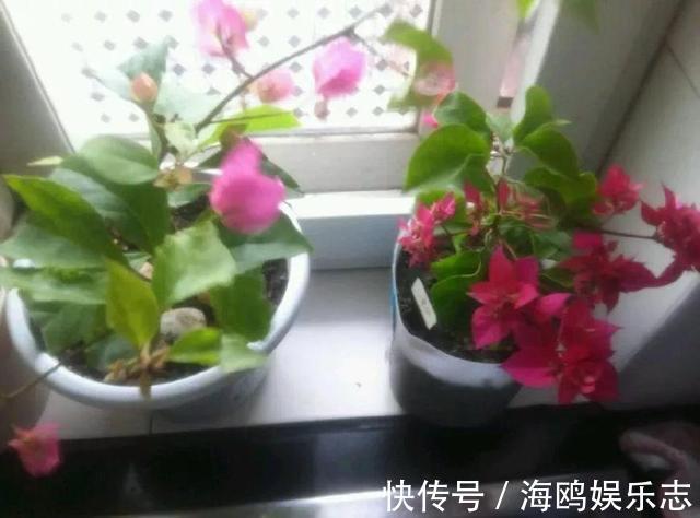 光照|三角梅开花“零星点点”，干脆剪一刀，喂2勺开花肥，国庆开爆盆