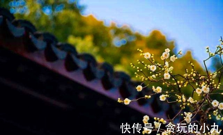 明代&梅开时节,梅花得意占群芳,邂逅古诗里的梅花韵致不输现场观光