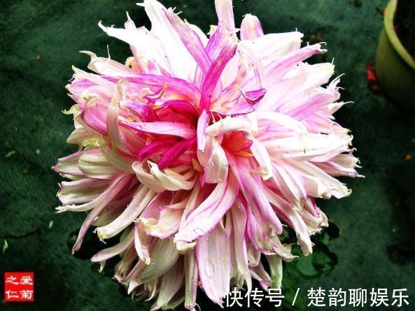 秋天养菊花,就养盆“名贵菊花”,花开“乐天红”,美艳动人!