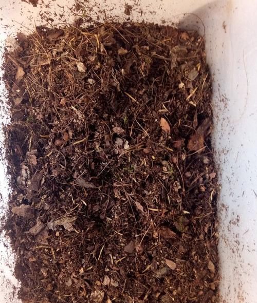 多肉移栽生根快,施肥起到了关键的作用