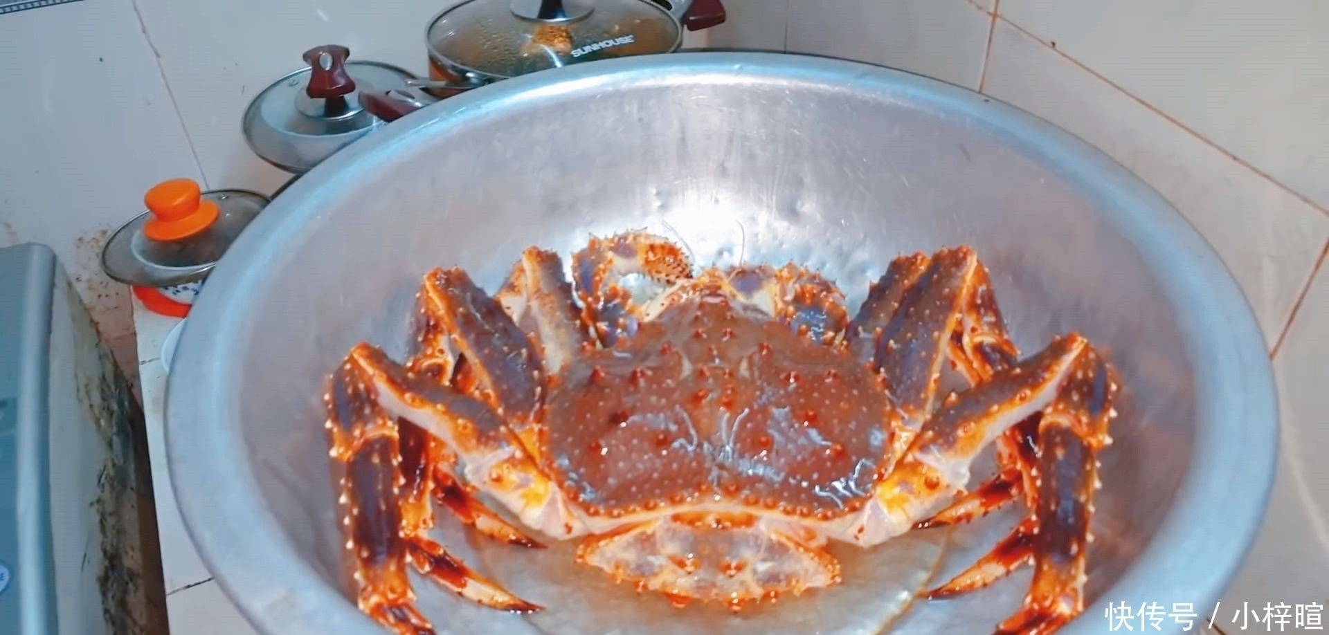 只帝王|花500元买了只4斤的帝王蟹，准备年夜饭吃，煮好掰开壳有点“懵”