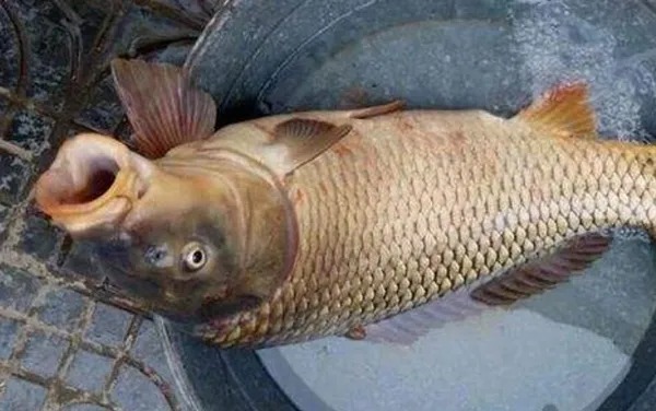 这三招可不简单,用来“对付”大鲤鱼,肯定十拿九稳,秋天用刚刚好