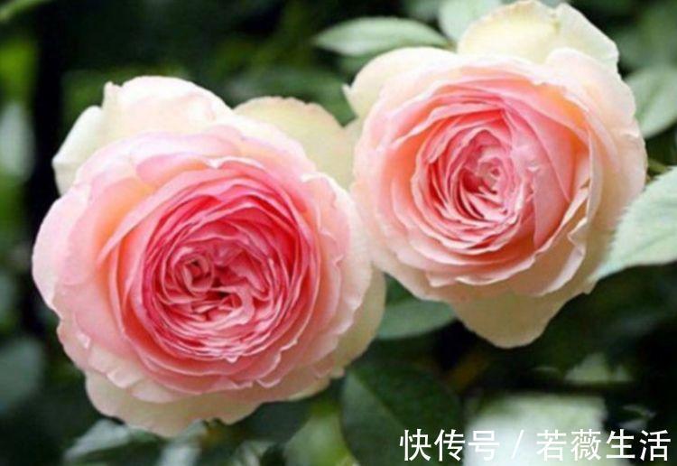 4种花好养又漂亮,花香四溢飘满屋,阳台变成小花园