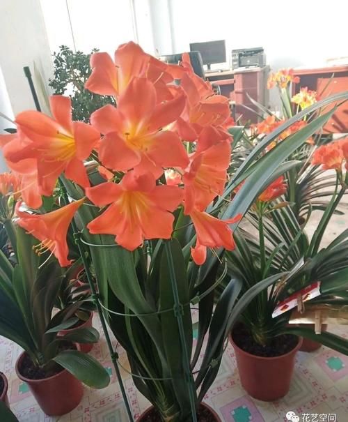 家养君子兰，用2种粉末、3种水，半年不用施肥，照样长得旺！