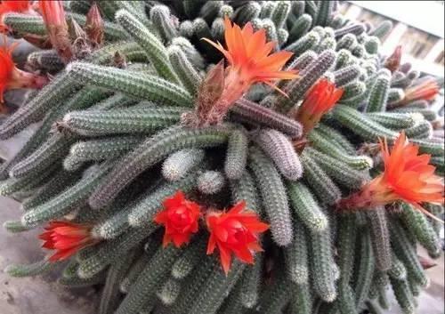 红花|别养多肉了,养盆“白檀”花,样子似毛毛虫一样,还能开红花
