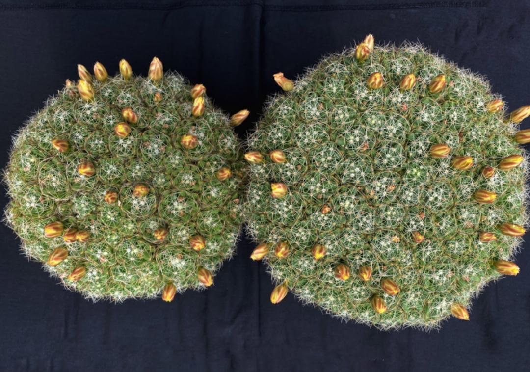 风雨兰|从养花大神家,偷来3个爆花技巧,快学,24小时后删