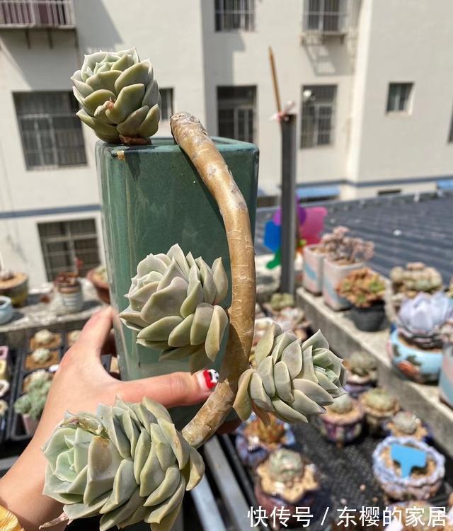 多肉|养多肉也得会模仿,看看这颗可爱玫瑰的悬崖桩,我也想养成这样