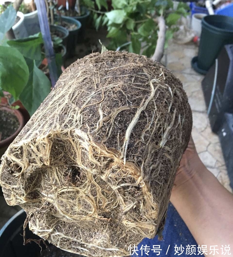 植物|养花“杀手”都有的5个毛病,难怪买花“养1盆死1盆”,要改正了