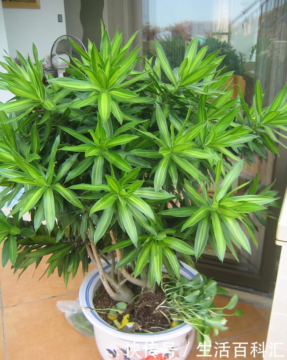 风水|家里养上5种“竹”,吉祥“好运”,清雅大气,添福又添丁