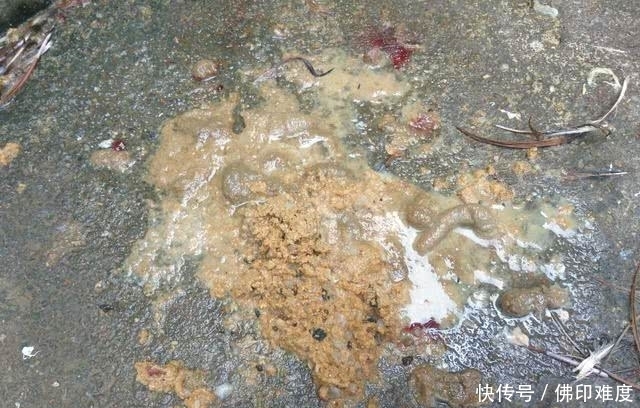 在农村不要的东西还可以拿来做养花的肥料,你们知道是什么吗?