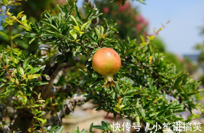盆栽|盆栽石榴模样土?少了修剪这一步,咔嚓咔嚓,高大上