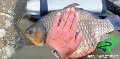 钓获比巴掌还大的野生鲫鱼,而后放生,钓友:不想钓上这种鱼