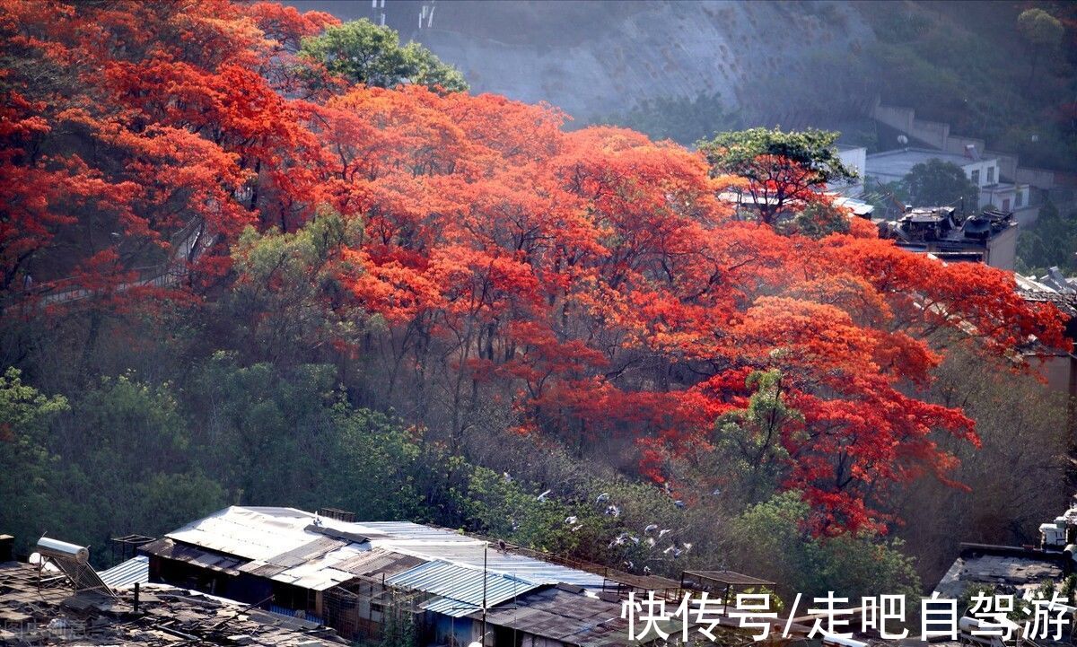 芒果|四川“春城”，以花为名，全年无冬！三亚之外的又一避寒胜地