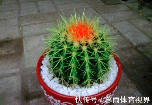 花卉|养花不能太勤快,这些懒人花,小盆种少浇水,越长越美!