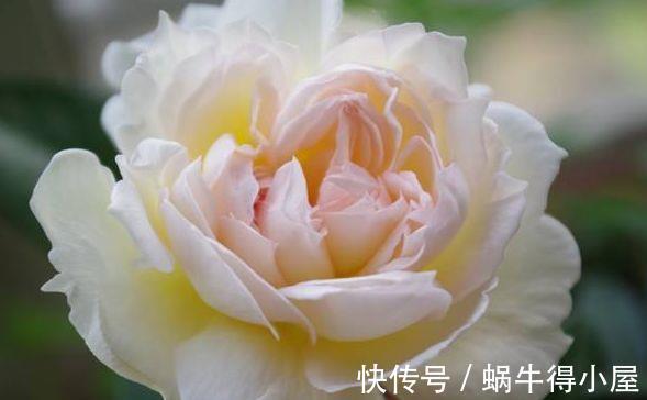 植物|农历7月10日开始，居家养这几款植物，漂亮又好养，花中劳模