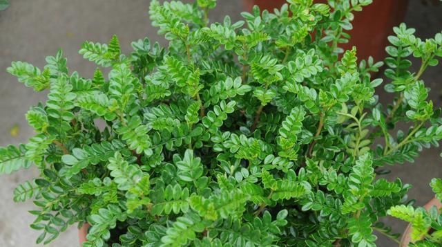 这“3种”树,养成室内“老桩盆景”,观赏价值高,越养越耐看