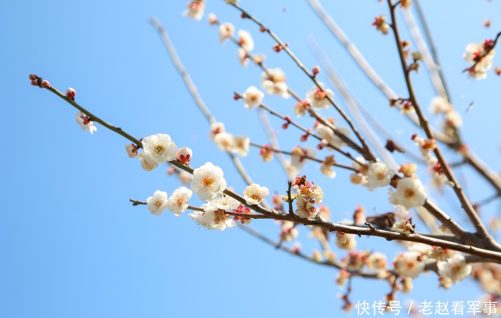 赏景啦!新年添喜色,西昌湿地公园梅花绽放