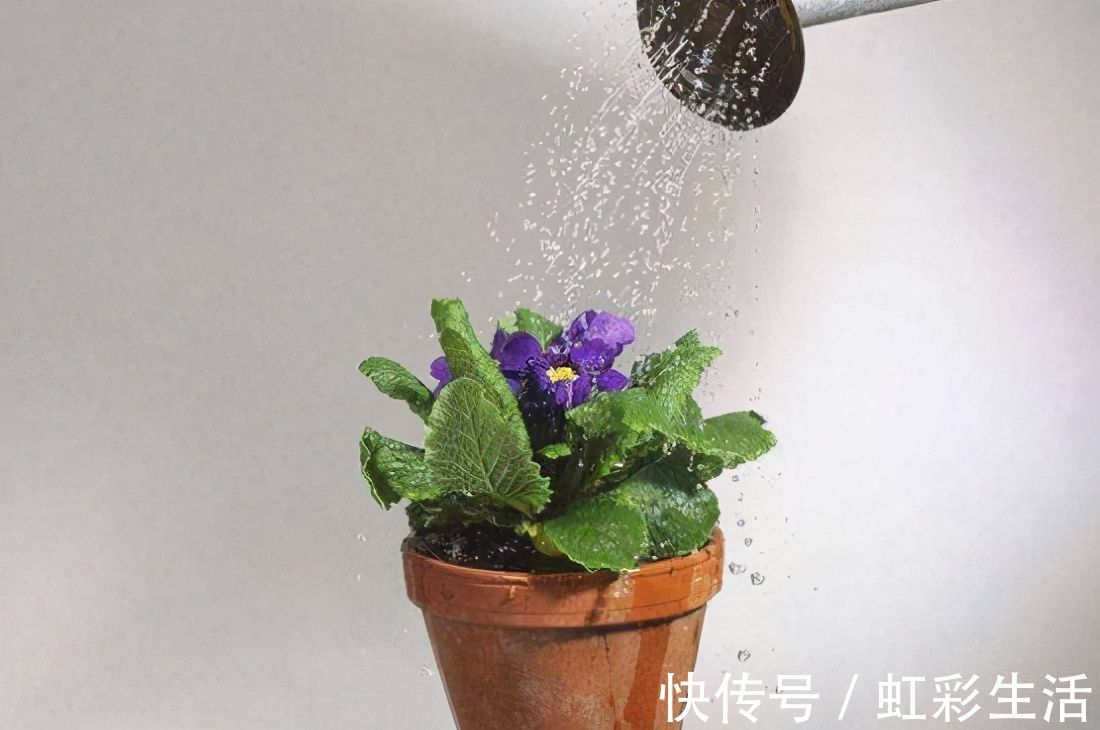 浇花必懂知识：“见干见湿”和“干透浇透”有什么区别