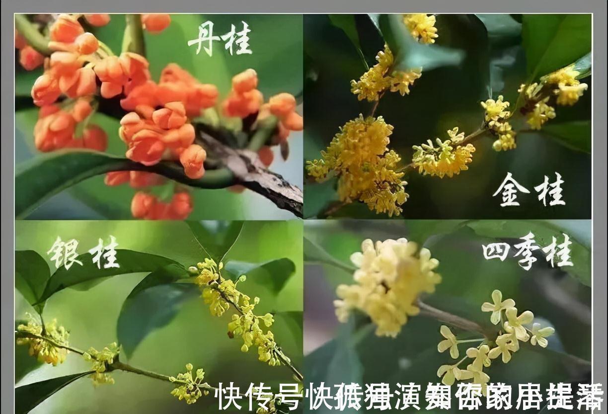 果树|3种“养人树”,漂亮有香味,能吃能观赏,建议至少养一种