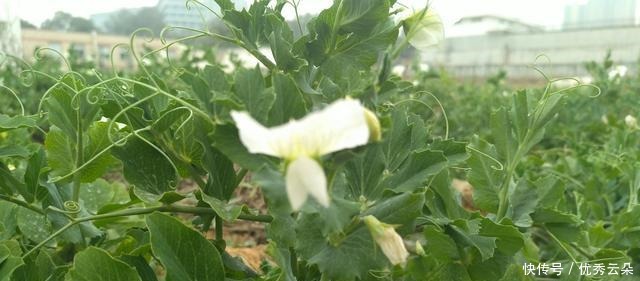 清妍豌豆开白花,用心赏悦美如画