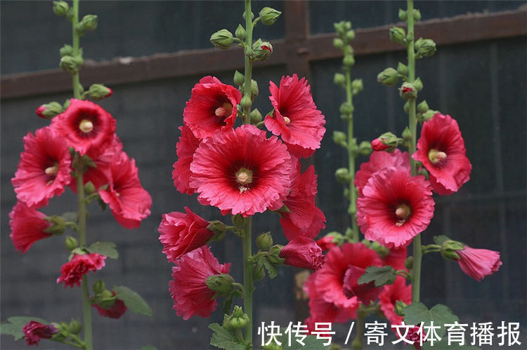 养护|此花长势茂盛,用途广泛,花色艳丽,适合庭院养护