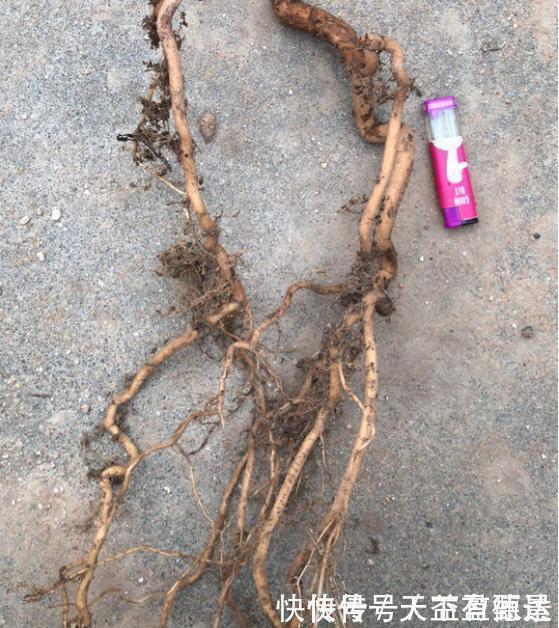 三角梅老根不要丢,4步做成根艺盆景,价值翻倍