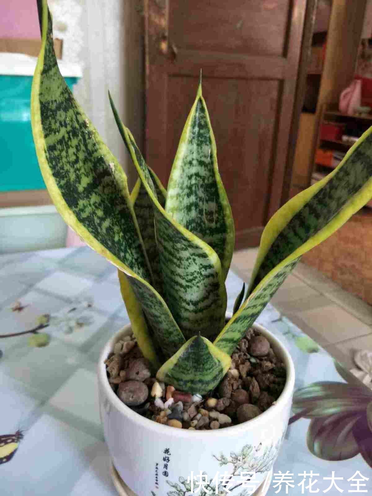 花花|养花要用小花盆,盆越小、挤着养,才能开出漂亮花