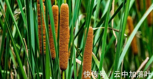 香蒲棒像一根根“火腿肠”,生活中有3大价值,很多人不知道!