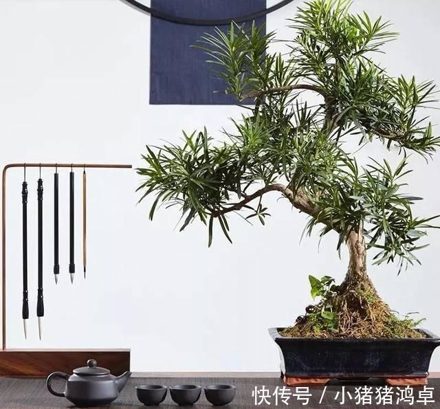 银杏树|聪明人爱养这八种“守家树”,护宅吉祥保平安,养好了都是传家宝