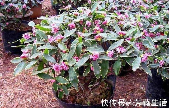 盆栽|5种比香水还香的盆栽花卉，开花漂亮香气浓郁，人称“香水之王”！