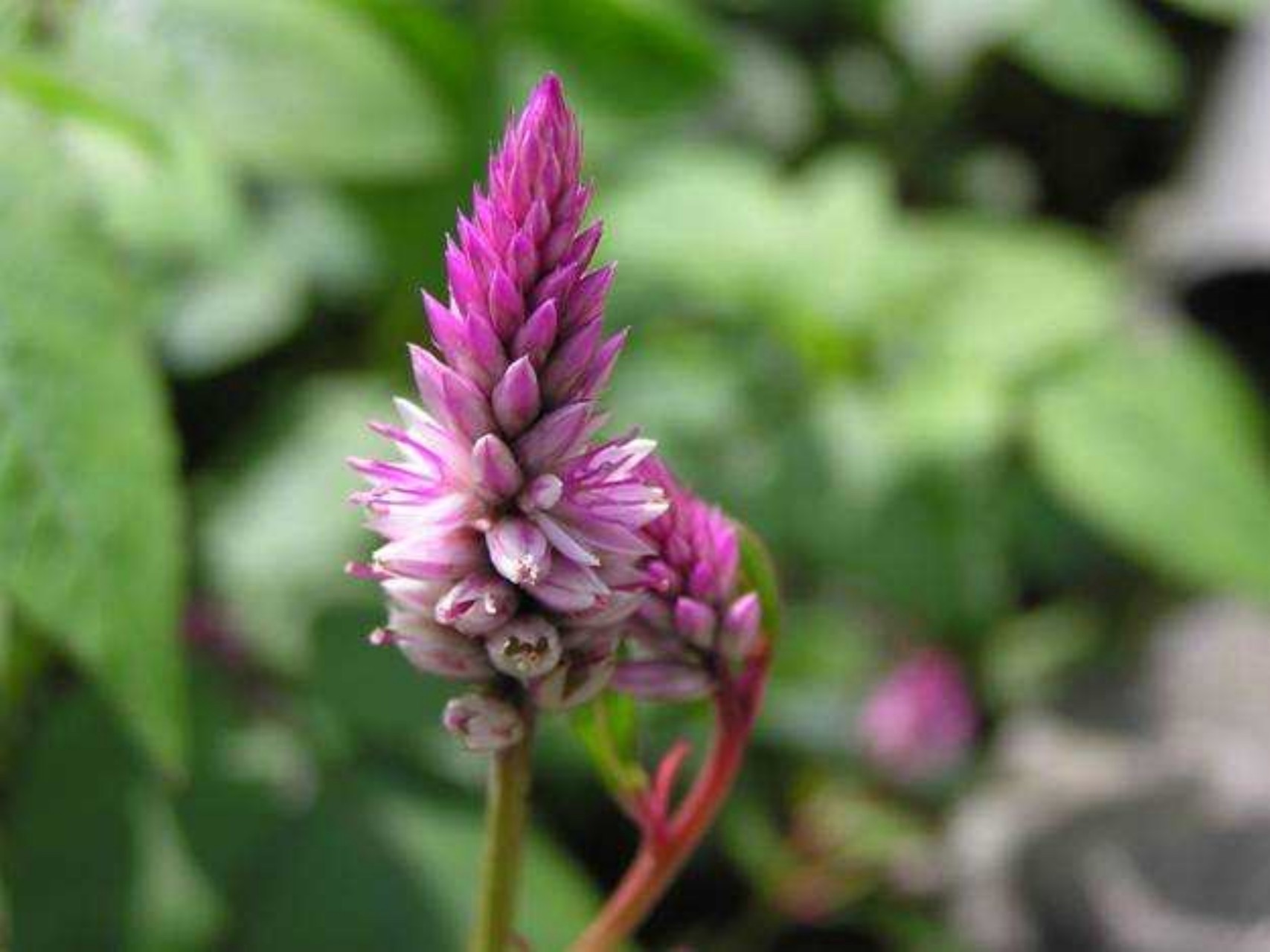 营养物质|农村一种长得“好看”的野草,花朵惹人眼却用处大,遇到了请珍惜