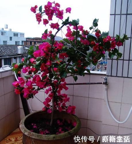 羊粪肥|三角梅最好养，只需每月倒点“它”，还“剪几刀”，轻松开爆盆！