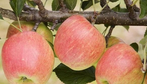 空腹|每天空腹吃个苹果，不到一个月，或许4个“好处”悄悄降临！