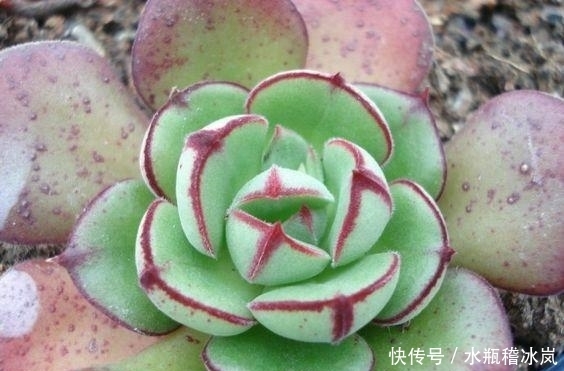 多肉|那些自带果冻色的多肉,它们可从来不让你失望!